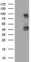 p18 INK4c Antibody
