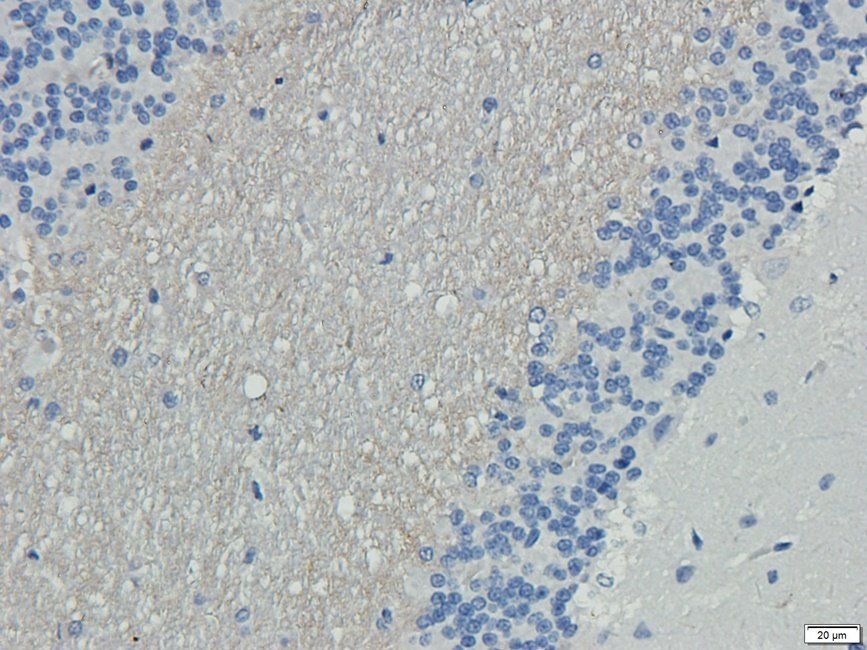 P2RX4 Rabbit Polyclonal Antibody