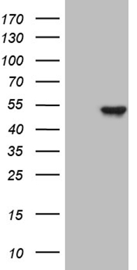 p53 Antibody