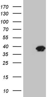 TP53 Antibody