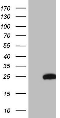 p53 Antibody