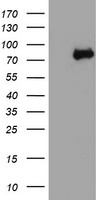 TP53 Antibody