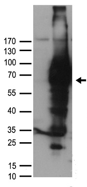 p75 NGF Receptor Antibody