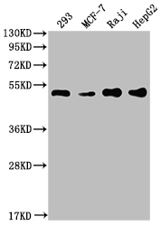 PABPN1 Antibody