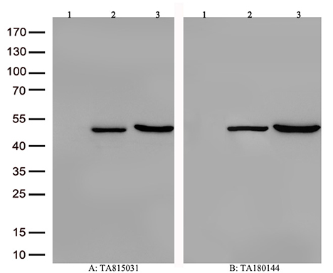 PAH Antibody