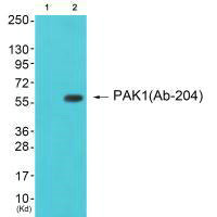 PAK1 Antibody