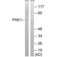PAK1 Antibody