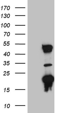 PAPSS2 Antibody
