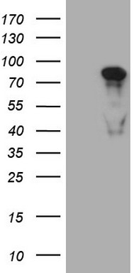 PAPSS2 Antibody