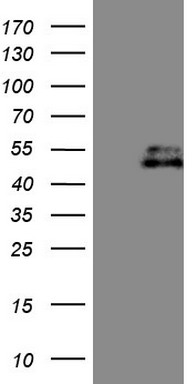 PAPSS2 Antibody