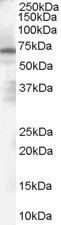 Goat anti-PARP2 Antibody