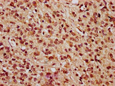 PARP3 Antibody