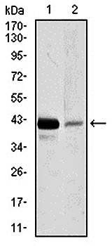 PAX5 Antibody