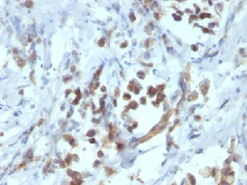 PAX6 Antibody