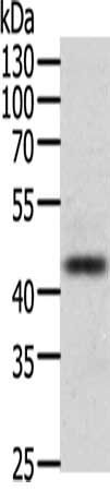 PAX8 Antibody