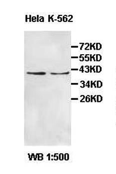PCBP1 Rabbit Polyclonal Antibody