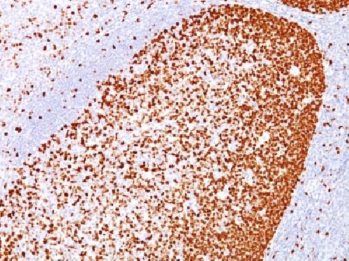 PCNA Antibody
