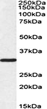 PCNA Antibody