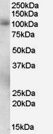 PDE5A Antibody