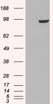 PDE5A Antibody