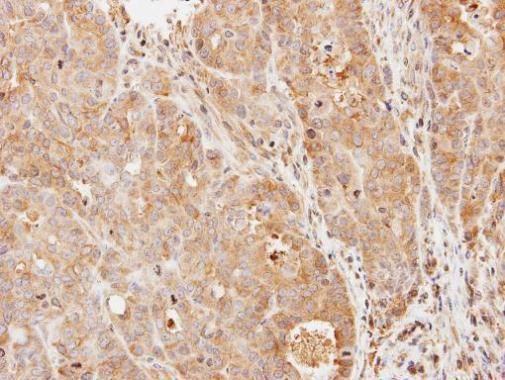 PDE9A Rabbit Polyclonal Antibody