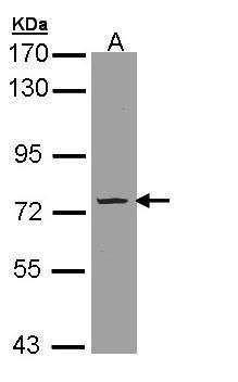 PDE9A Rabbit Polyclonal Antibody