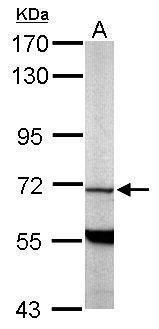 PDE9A Rabbit Polyclonal Antibody