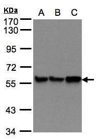 PDI Rabbit Polyclonal Antibody