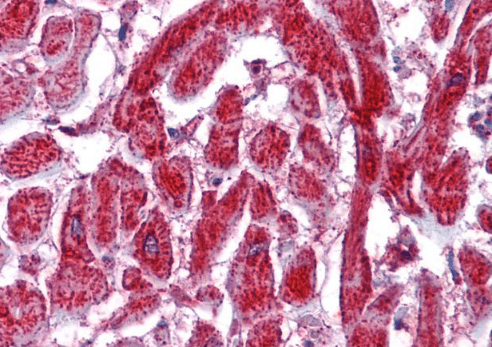 PDIA2/PDIP Antibody