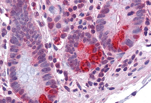PDIA2/PDIP Antibody