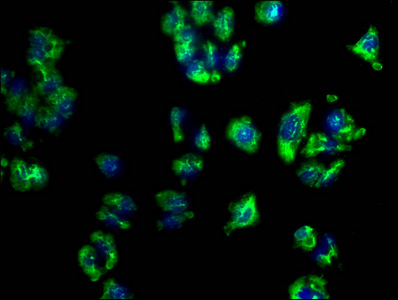 PD-L2 Antibody