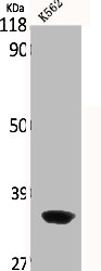 PDLIM1 Antibody