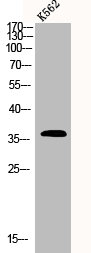 PDLIM1 Antibody