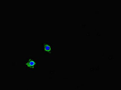 PDLIM5 Antibody