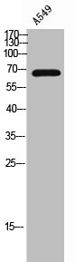 PDLIM5 Antibody
