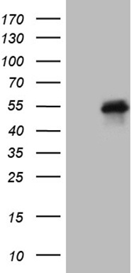 PDRG1 Antibody