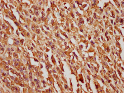 SERPINF1 Antibody