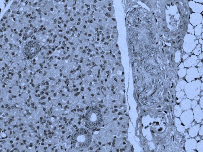 PEDF Rabbit Polyclonal Antibody