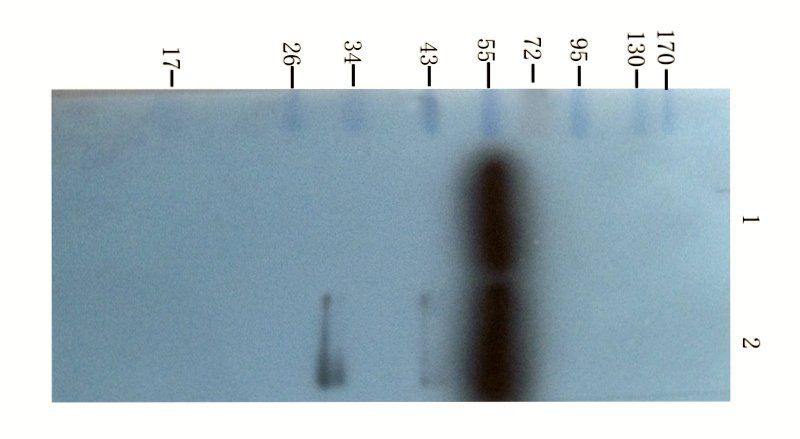 PEDF Rabbit Polyclonal Antibody