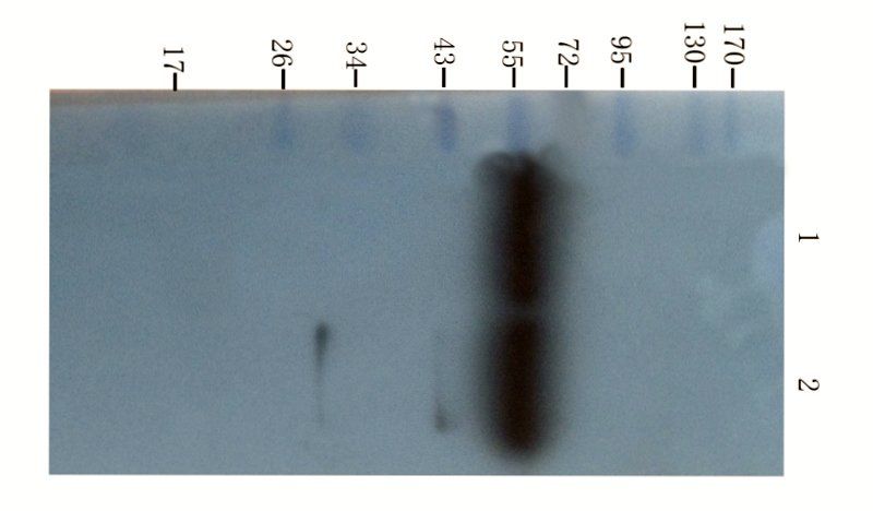PEDF Rabbit Polyclonal Antibody