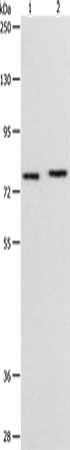 PEG10 Antibody