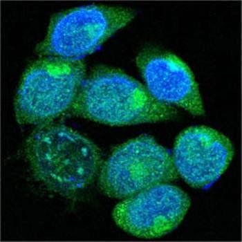 PEG10 Antibody