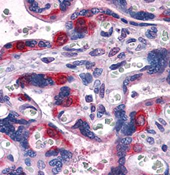PEG10 Antibody