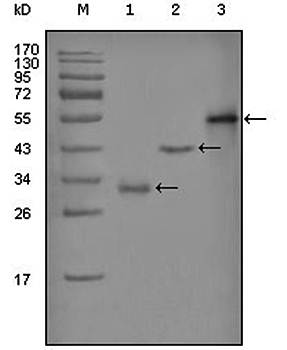 PEG10 Antibody