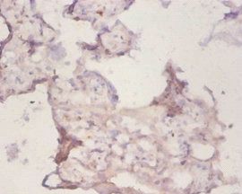 PRDX1 Antibody