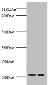 PRDX1 Antibody
