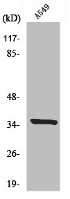 PEX2 Antibody