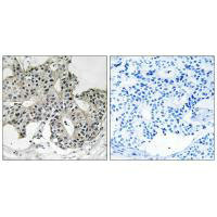 PEX2 Antibody