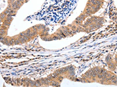 PGC Antibody