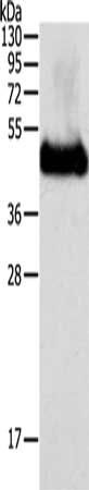 PGC Antibody